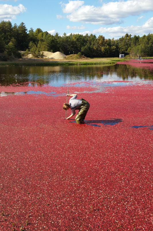 biggestjoel's tweet photo. Does anything look so refreshing as a nice cranberry bog. Great fruit great juice great way of growing it. Click like or press like if you agree https://t.co/ARLrJdZDF2