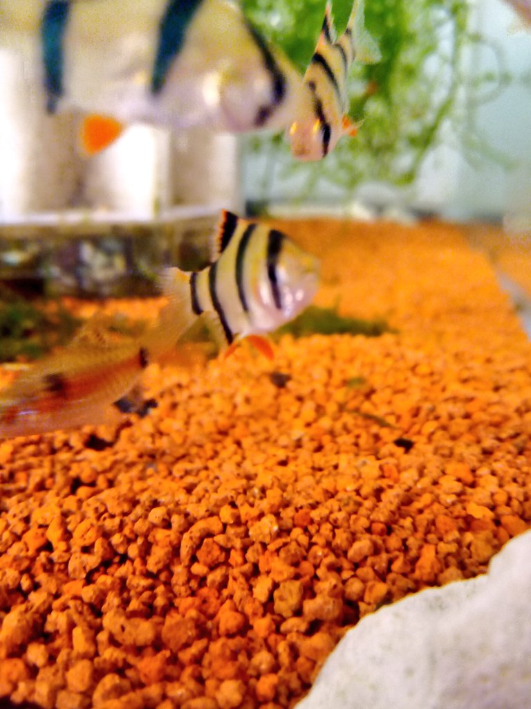 アクアリウム ミクロ 静岡の熱帯魚屋さんミクロの入荷 本来はスマトラ島 ボルネオ島とかにいるらしい スマトラ シマシマが目立つ T Co ijfkjfp3 Twitter