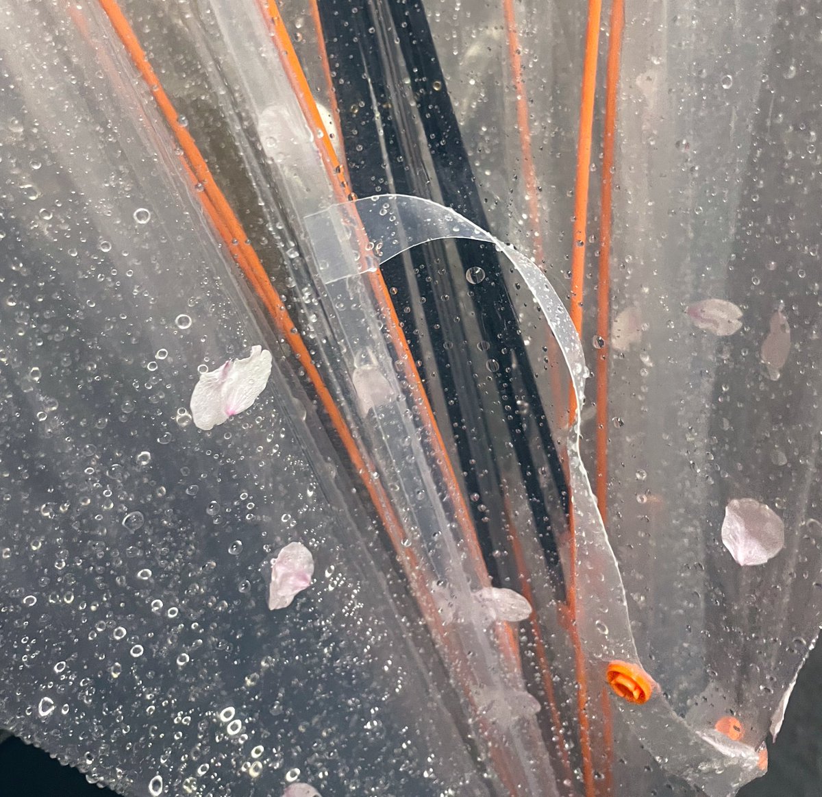 「みて傘に桜ついたかわいい 」|ナナヲアカリのイラスト