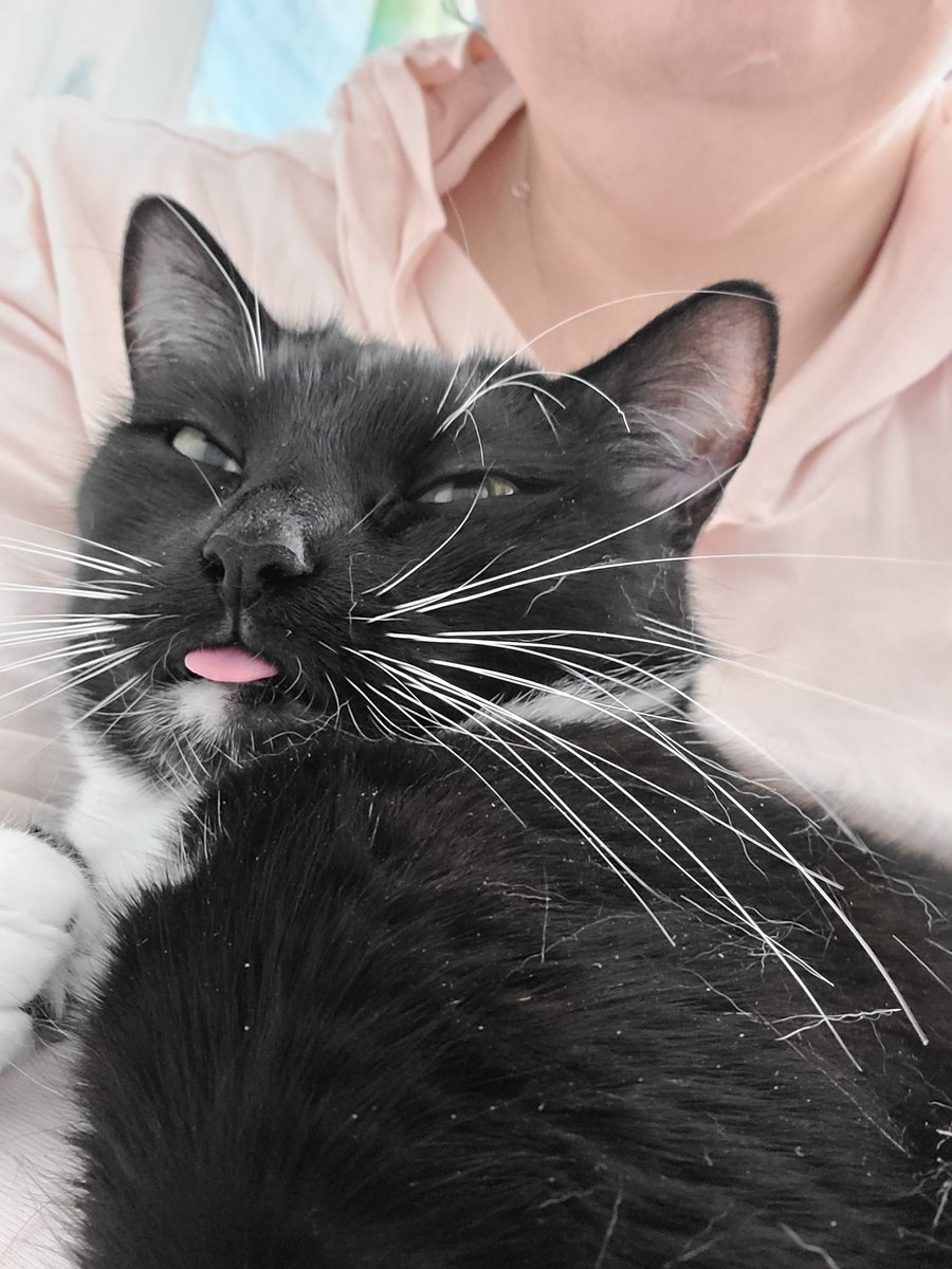 Sallymander12's tweet photo. @mischievously Minna after rolling around on the floor and then getting all the attention. https://t.co/FqxW5NISgp