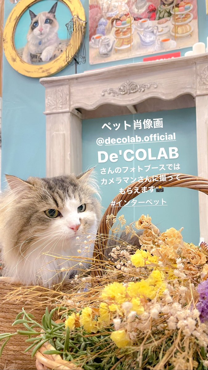 36muffin_'s tweet image. De&apos;COLABさん

世界に一つの素敵な #ペット肖像画 
オーダー受付をしていらっしゃいます✨

petdecolab.official.ec

フォトブースでは写真家の佐藤まいさんに撮影していただけますよ📸

maimai-laughbase.com

#declab
#LOUGHBASE
#インターペット