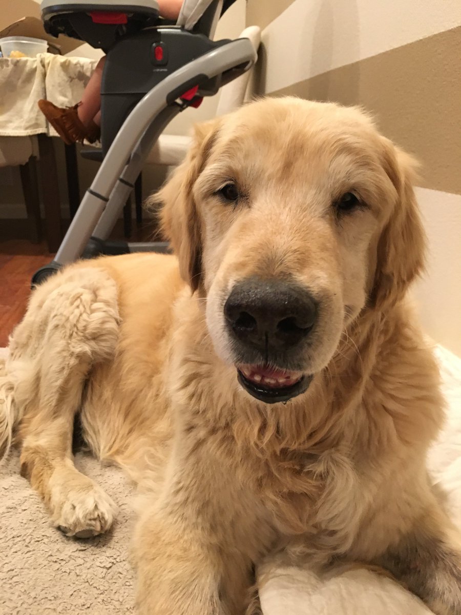 fotogsababe's tweet photo. @ReporterDawn I miss my Freddy every day. Still hard. Sometimes we meet an animal that’s just meant for us at the right time and we’re changed. ❤️ https://t.co/kETEYXub5K