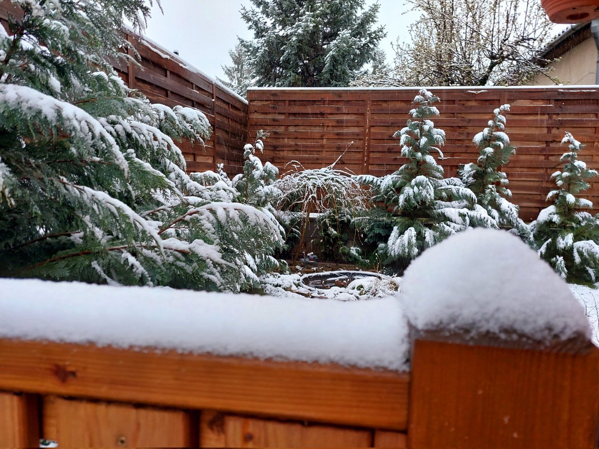 mo_zsu's tweet photo. Áprilisi tréfa: hull a hó és hózik-zik-zik 🌨
#itissnowing #snow #April #április #Hungary #Fót https://t.co/yqUsrtvfhu