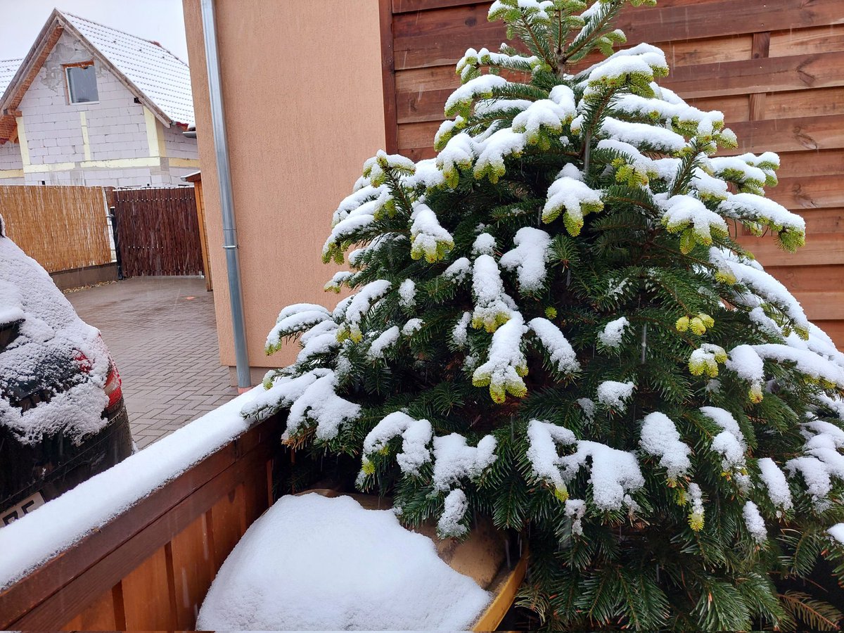 mo_zsu's tweet photo. Áprilisi tréfa: hull a hó és hózik-zik-zik 🌨
#itissnowing #snow #April #április #Hungary #Fót https://t.co/yqUsrtvfhu