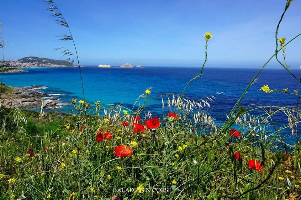 BaladesenCorse's tweet photo. #SundayMotivation #spring ❓#isularossa https://t.co/5Vg3PG7Bte