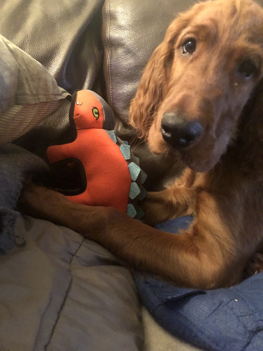 AcornsThe's tweet photo. a boy &amp; his dino #PuppyUpdate #Fearghal #DogsMusicLove #acmeartscollective https://t.co/XWzu14jyCt