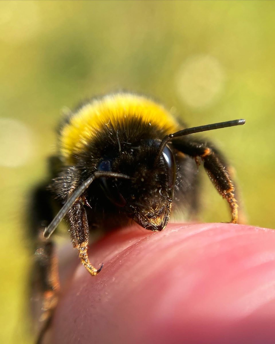 BBCRadio3's tweet image. Morning all! On #R3Breakfast we've got the birds and the bees... 🐦🦜️🦚️ our #SoundsoftheEarth collage from Mauritius at 8.15 and our special @Lucy_Lapwing #SoundsofSpring will be bzzzzzzzzing at around 7.50 🐝🐝🐝 . Plus music by Brahms, Tallis &amp;amp; the voice of Doris Day...