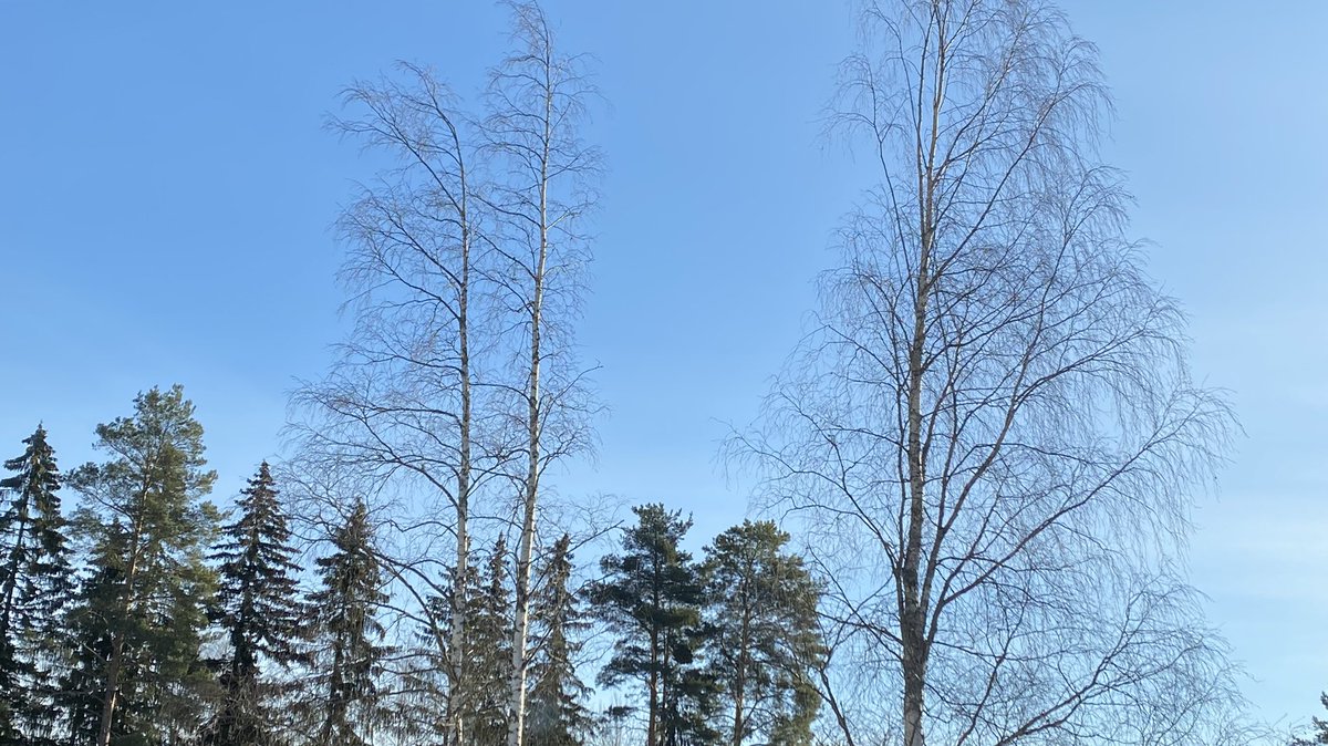 katjajrasanen's tweet photo. 18 - no change in weather, little change in birds -
Sound: European greenfinch
Sight: Eurasian magpie
- when the mind is in turmoil, the calmness of nature is soothing - #FirstOfTheDay #birds #hope #FendingForLight #PeaceInUkraine https://t.co/AR5Kfub6Et