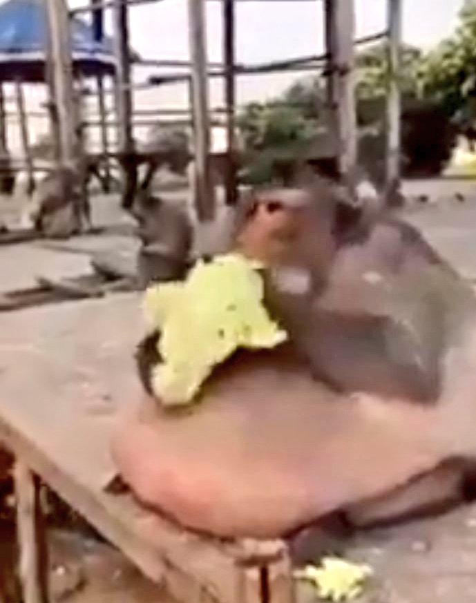 Cream__Cheeze's tweet photo. @ThatsRedPanda This u mf? https://t.co/e7ifSH4seX