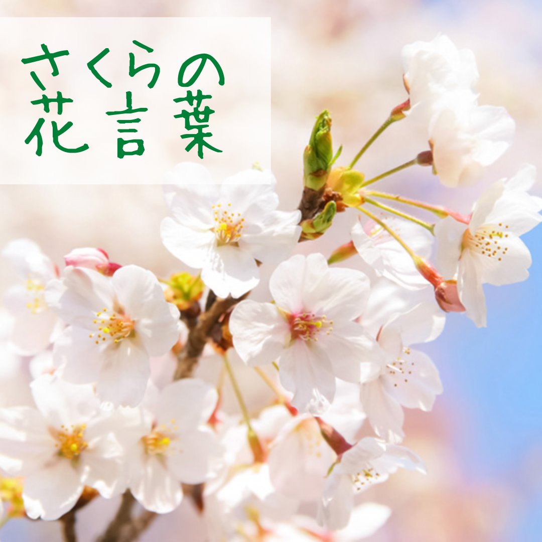 桜の花言葉 Twitter Search Twitter
