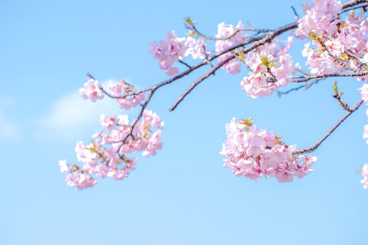 長崎県立大学シーボルト校に入学された皆さん、おめでとうございます！🌸
私達は『Sun-Films ぱしゃ。』という写真サークルです！
撮影会、学祭への参加、写真展などの活動をしています。

質問などありましたら、DMへお願いします！😊
 #長崎県立大学 #春からシー大
 #春から長崎県立大学