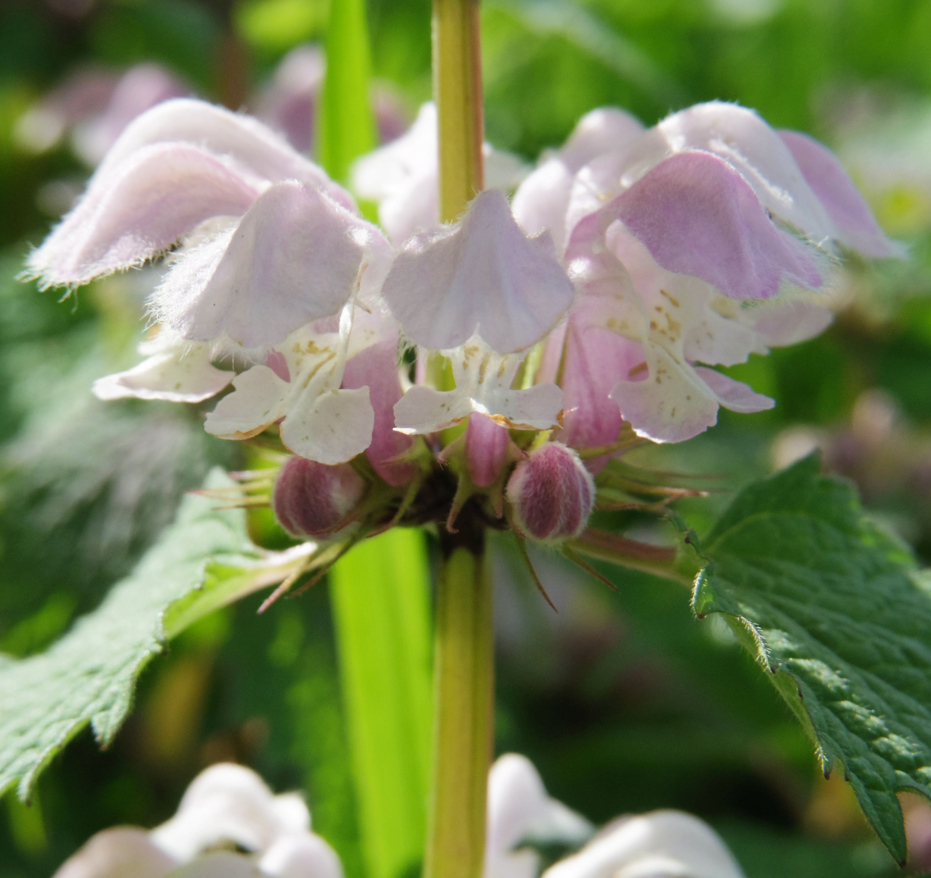 薄いピンクの花 Twitter Search Twitter