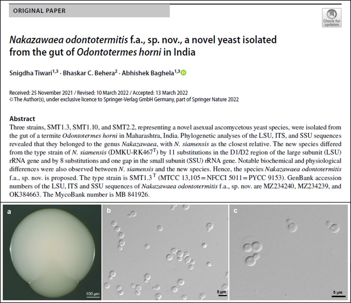 Elated to share our new article describing another novel #yeast species in the genus #Nakazawaea recovered from the #termite gut, in India <a href="/abhi4fungi/">Abhishek Baghela </a> 
<a href="/ari_pune/">Agharkar Research Institute</a> 
👉🏽 link.springer.com/article/10.100…

#insectgut #diversity #newspecies