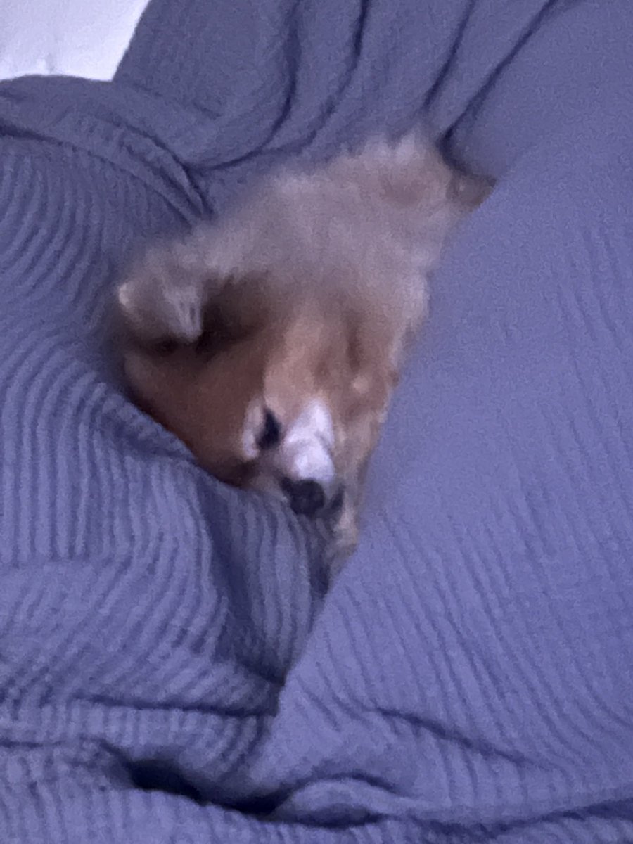 randomname7700's tweet photo. At least one of us is sleeping..😂😂♥️♥️ #SpoiledRottenDogs https://t.co/gSYcxa0yeL