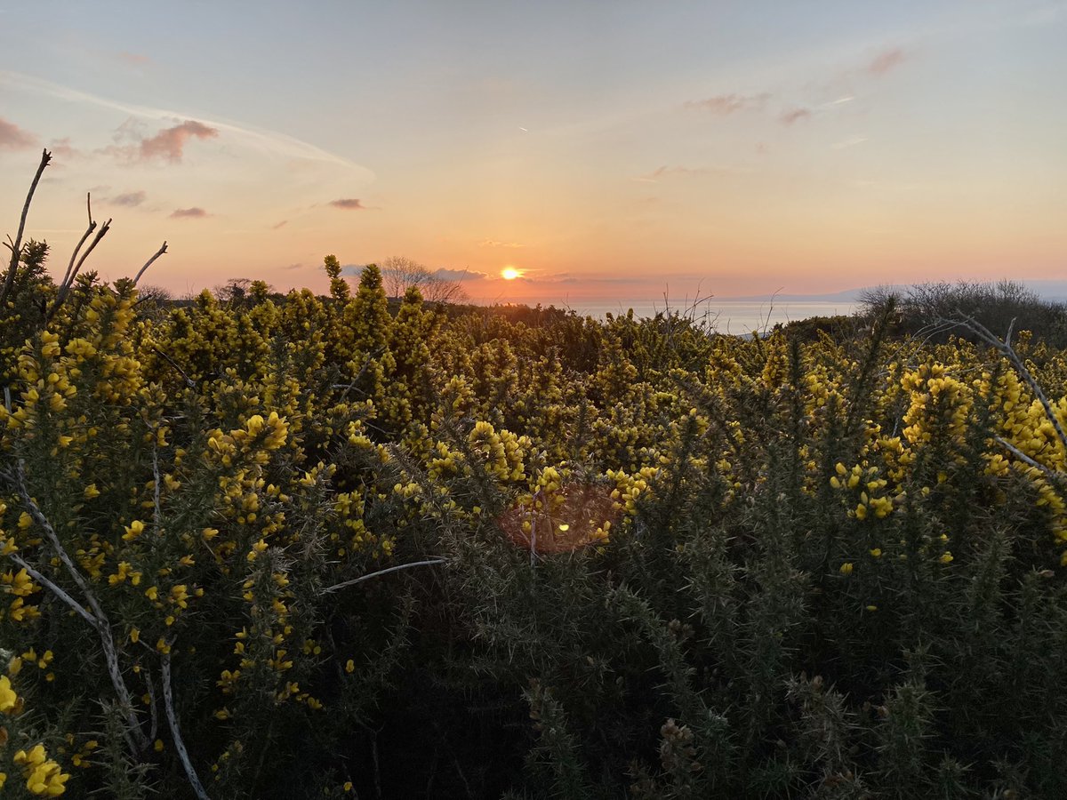 Exmoor NPCs tweet media