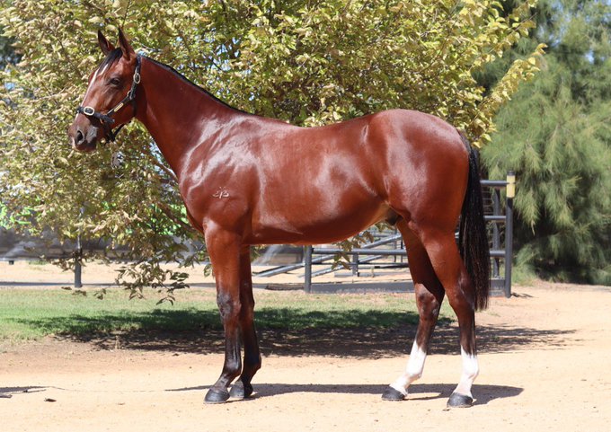 BenstudStandardbreds tweet media