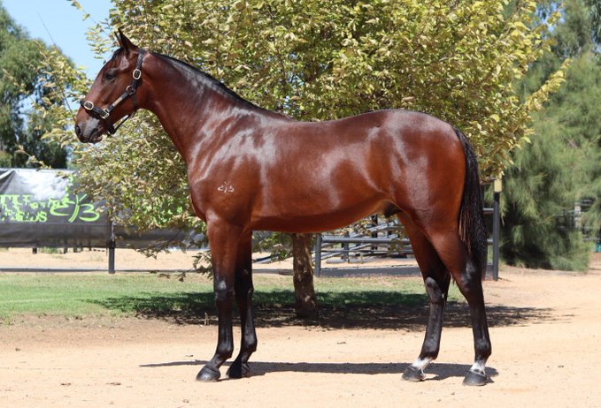 BenstudStandardbreds tweet media