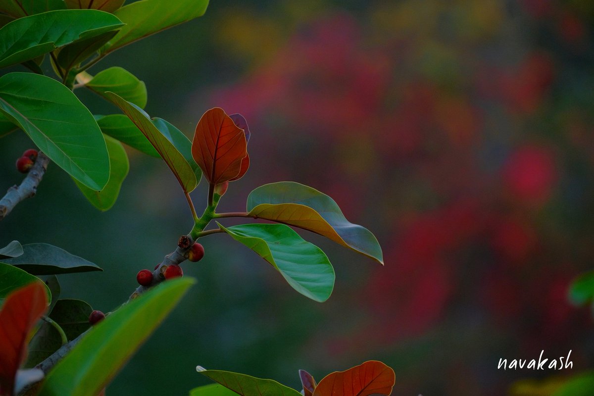 navakash1's tweet photo. #throwmywindow #naturelover #delhi #NFTCollection #nftcollector #NFTCollection https://t.co/i0VfLAucbP