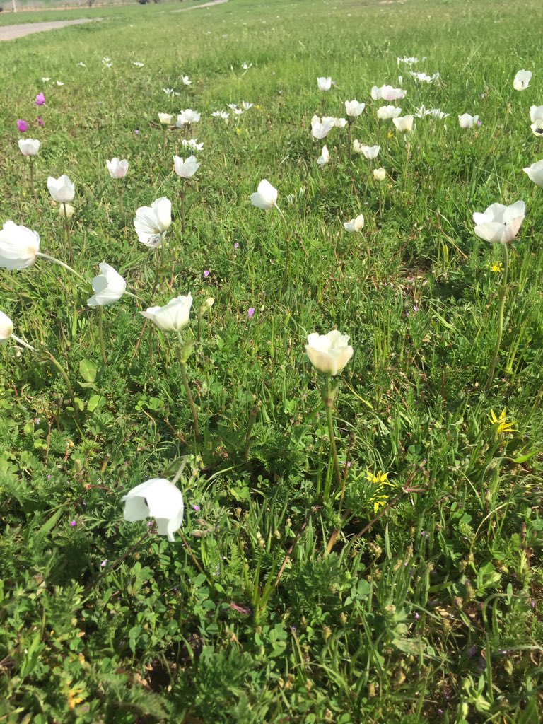 HamitGmen3's tweet photo. Rojbaş https://t.co/kl70HP9YE1