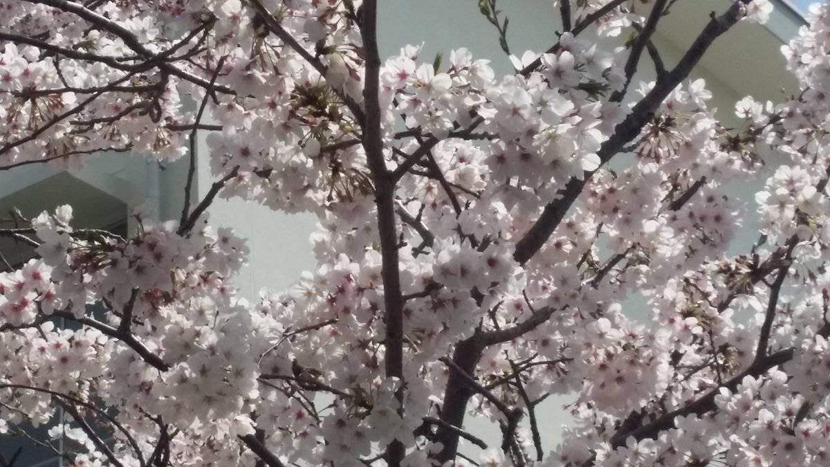 桜見てきた。
綺麗だったので家族を連れていっても一度見た。 