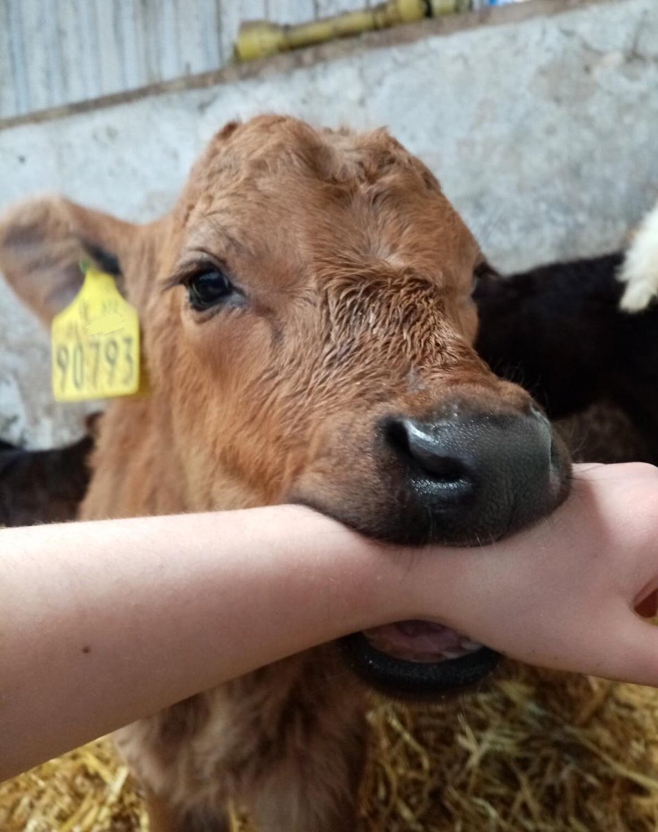 WholesomeMemes (@wholesomememe) on Twitter photo 