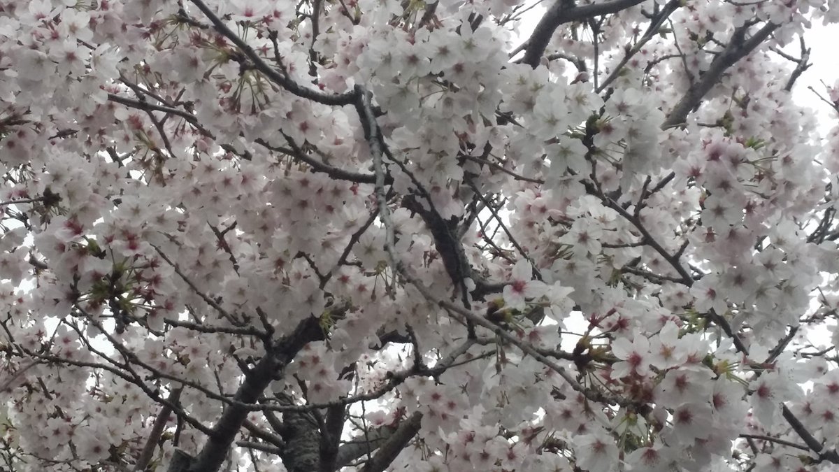 桜見てきた。
綺麗だったので家族を連れていっても一度見た。 