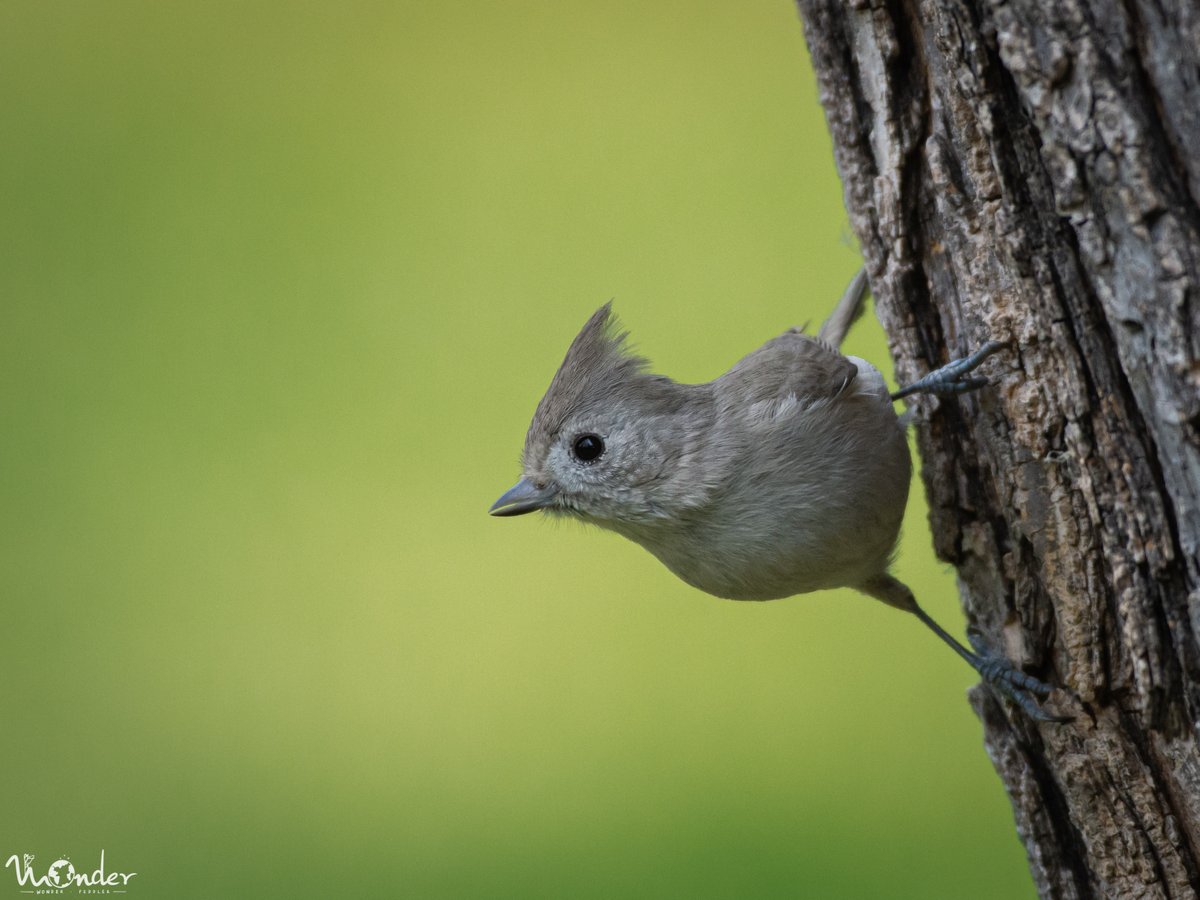 wonderpeddler's tweet photo. I've spent a lot of time trying to get a good picture of an Oak Titmouse. Part of what makes it difficult is that they are rarely still.

#WonderWhat gives them so much energy? It's all the seeds and insects they pick off from the barks of trees.

#Birding #EarthCapture https://t.co/j0voTE4aZx