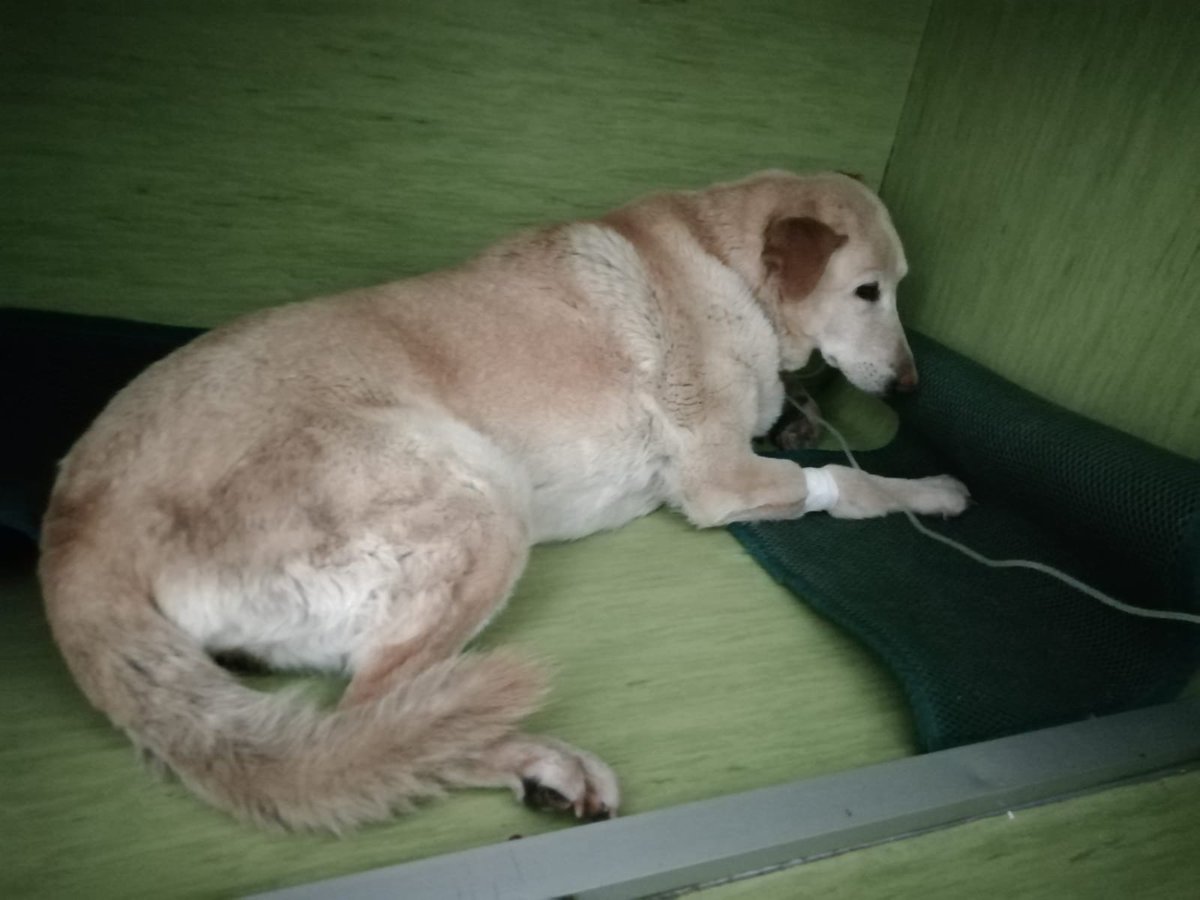 saludpl's tweet photo. https://t.co/czKvHnGDVg PAPI MURIÓ HACE TIEMPO Y NO KERIA ABANDONAR SU CASETA ESPERÀNDOLO CADA DÌA.RESCATADA,MUY ENFERMA Y ATROPELLADA. LASA ESTÁ CUIDÁNDOLA Y DÀNDOLE LOS CUIDADOS VETERIN. K NECESITA, K SON https://t.co/ktdJTmNKc9 PUEDES APORTAR ALGO, LASA TE NECESITA. https://t.co/TeEMBnyX8X