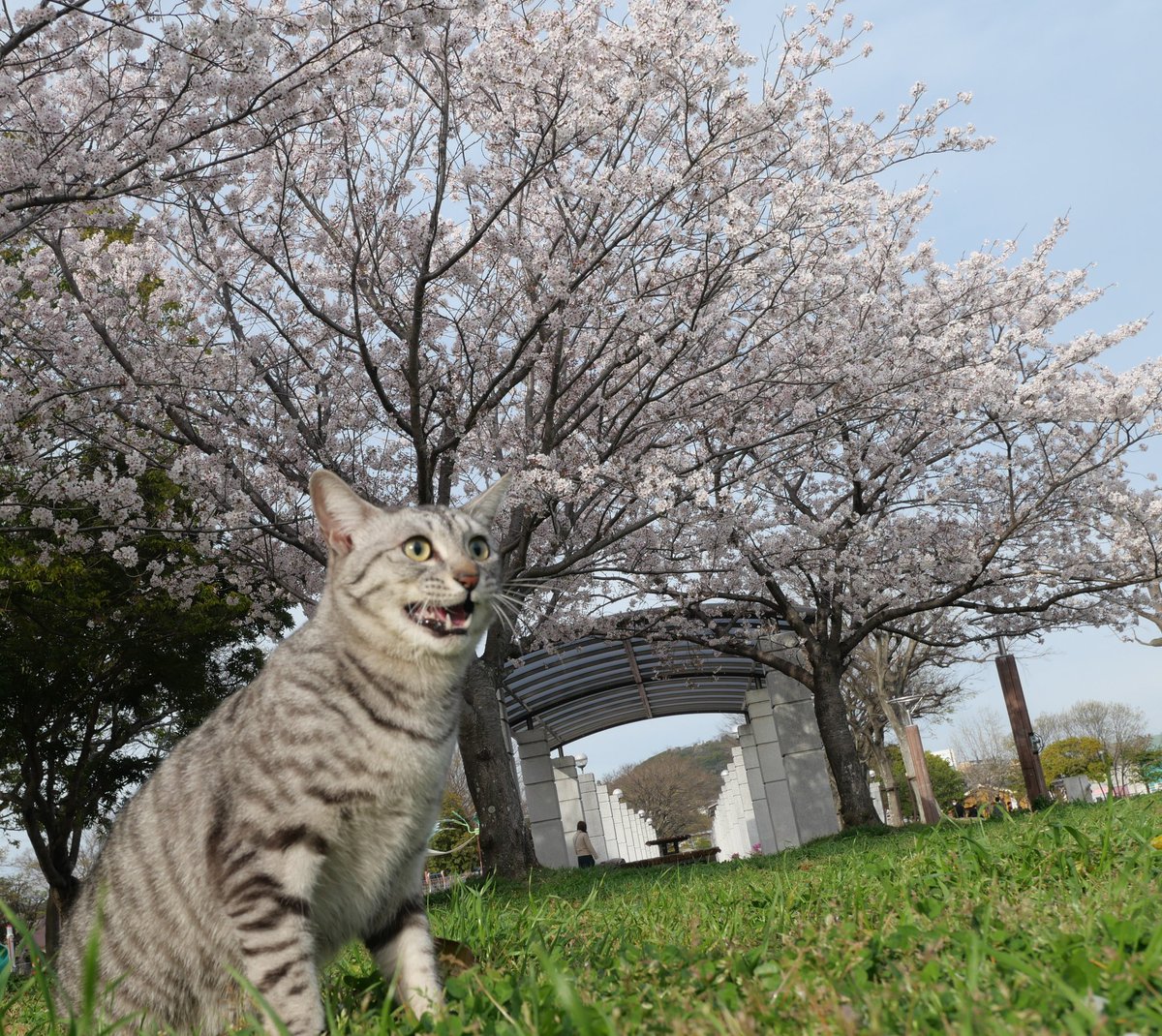 ametohina's tweet photo. キレイな桜を見て、衝撃を受ける猫 https://t.co/RYrZWdYF8z