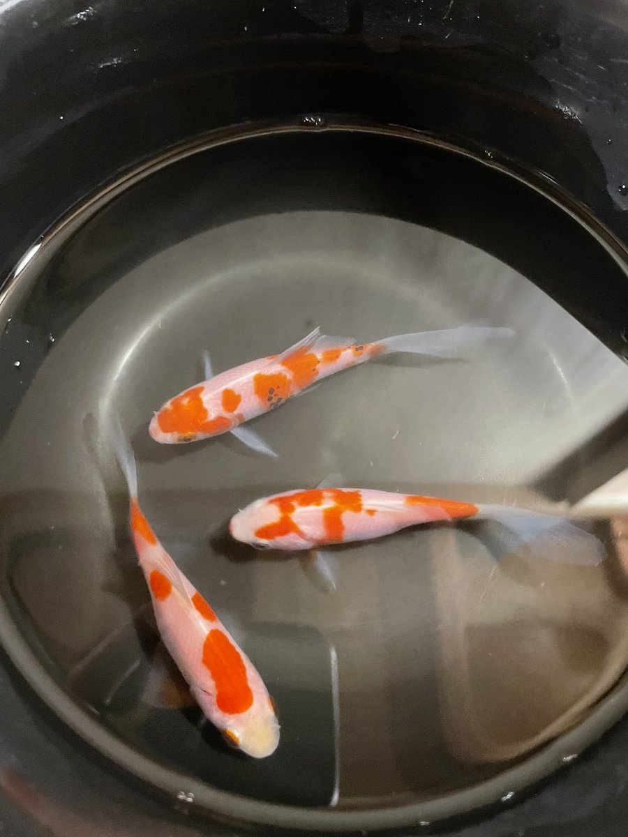 pei93368518's tweet photo. 初めて行く金魚屋さんで
綺麗な江戸川産のコメットがいて
つい購入してしまった☺️
更紗和金の鮒尾で錦鯉のような
綺麗な紅白をいつか飼いたい🥺 https://t.co/3uCvJhZdQy