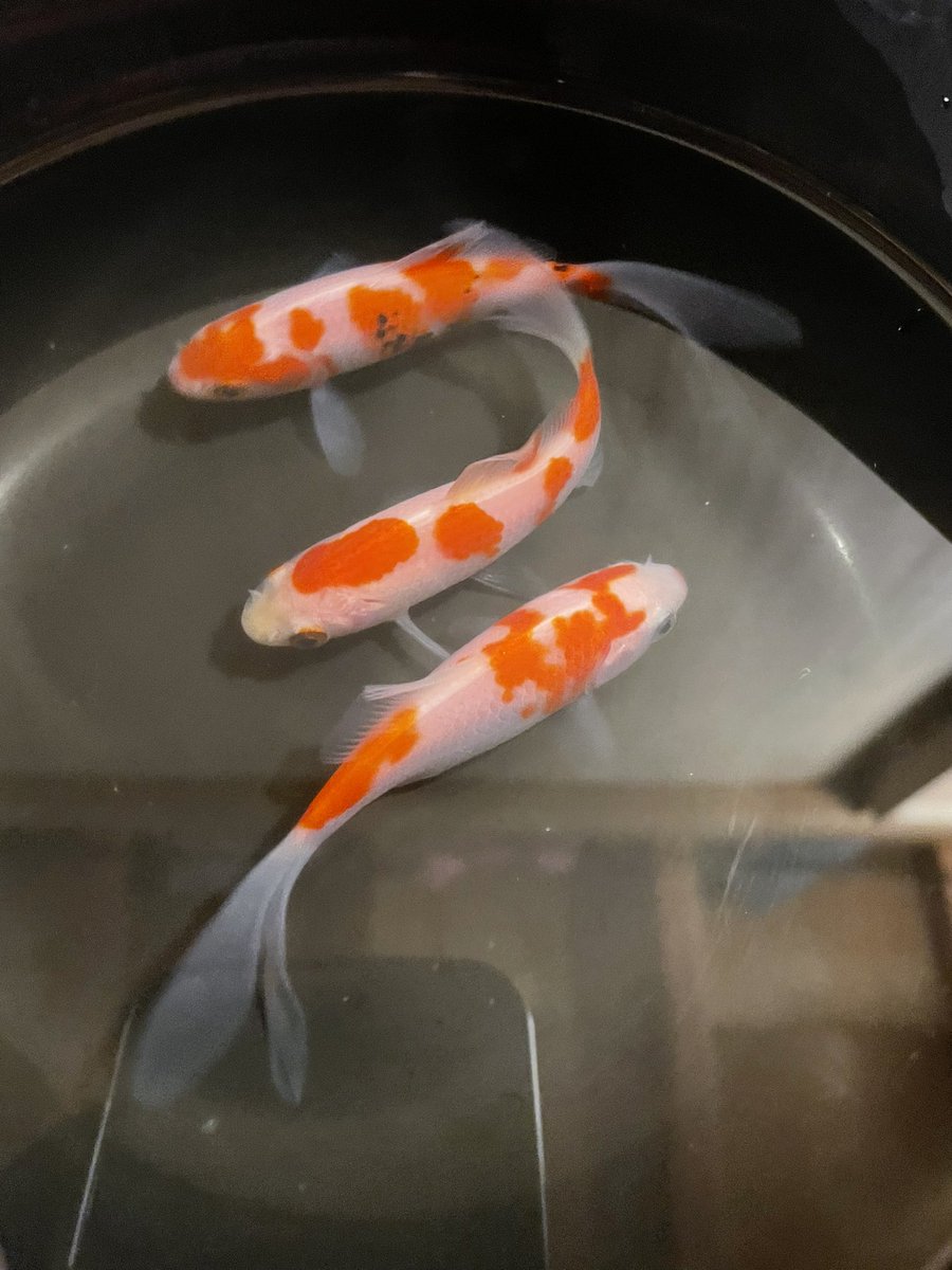 pei93368518's tweet photo. 初めて行く金魚屋さんで
綺麗な江戸川産のコメットがいて
つい購入してしまった☺️
更紗和金の鮒尾で錦鯉のような
綺麗な紅白をいつか飼いたい🥺 https://t.co/3uCvJhZdQy