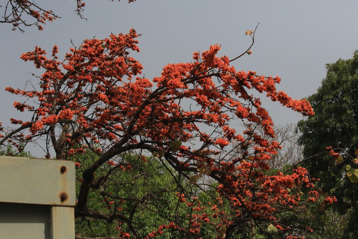 I go out looking for such beautiful blooms around the city -only to realise that this solitary Palash tree at my workplace is now in full bloom-most of my colleagues has not seen this one,only the birds have!! #floraldelight #flameoftheforest #buteamonosperma