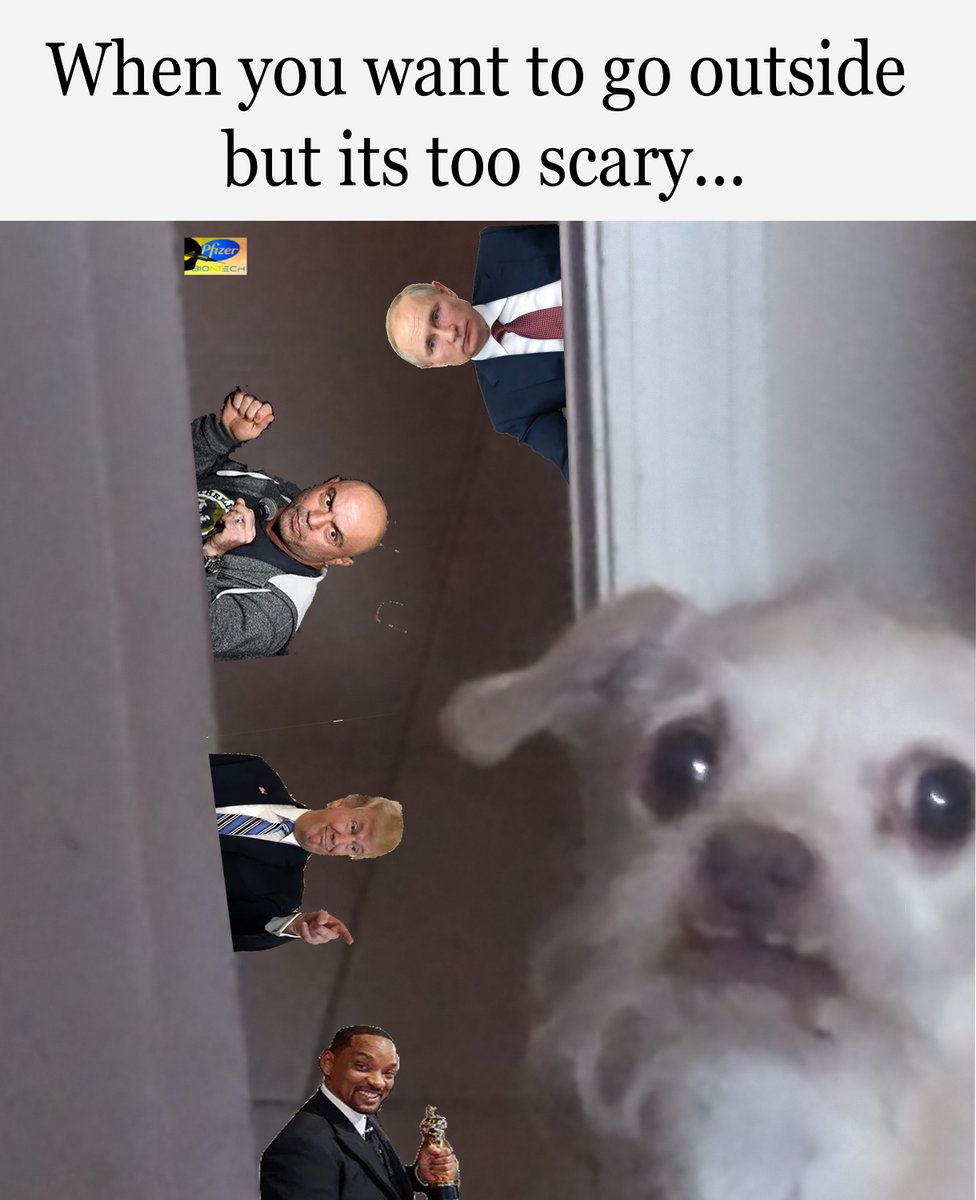 RobertRelic's tweet photo. Too scary outside.
#ConcernedCoco
#Memes #MemeSeason #Original #DogsofTwittter #JoeRogan #Putin #Pfizer #Trump #WillSmith #NoOutside https://t.co/jkRuyAoVcH