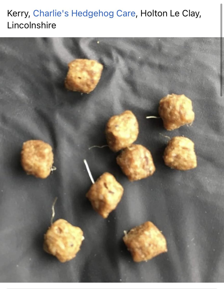 annodo2010's tweet image. Just a warning if you are using Tesco kitten biscuits to check them. This was posted on FB by a hedgehog rescue. @WildHogsRescue @HedgehogCabin @WigglySnouts @Poppyshedgehogs @littlesilverhog @Prickles_Paws @Tesco #hedgehog