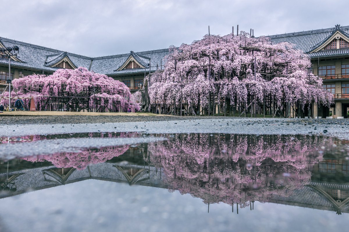 Ryogo_Urata's tweet photo. 天理教教会本部の美しい枝垂れ桜
水溜りに映った姿がまるで桜ボールでした https://t.co/zSnmC7VPQv