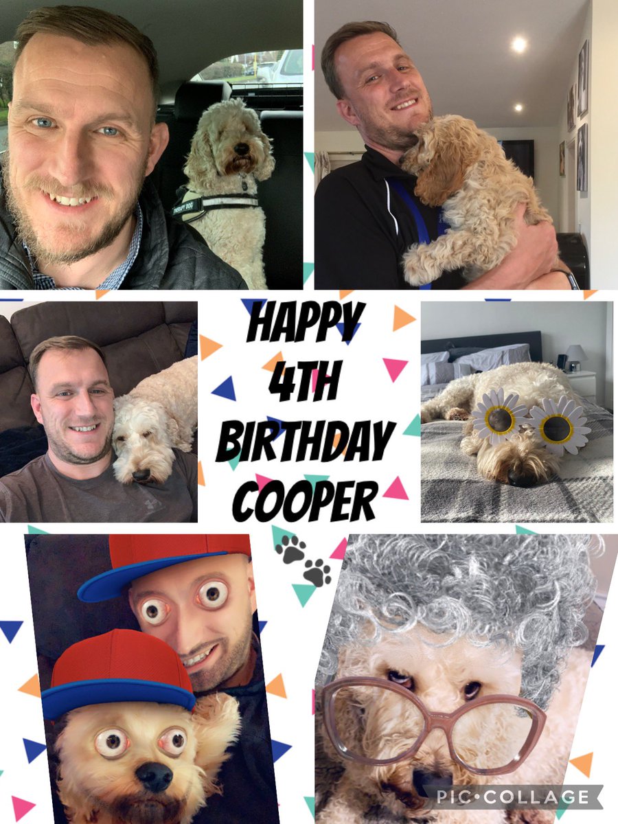 Cooper Therapy dog 🐾 tweet media