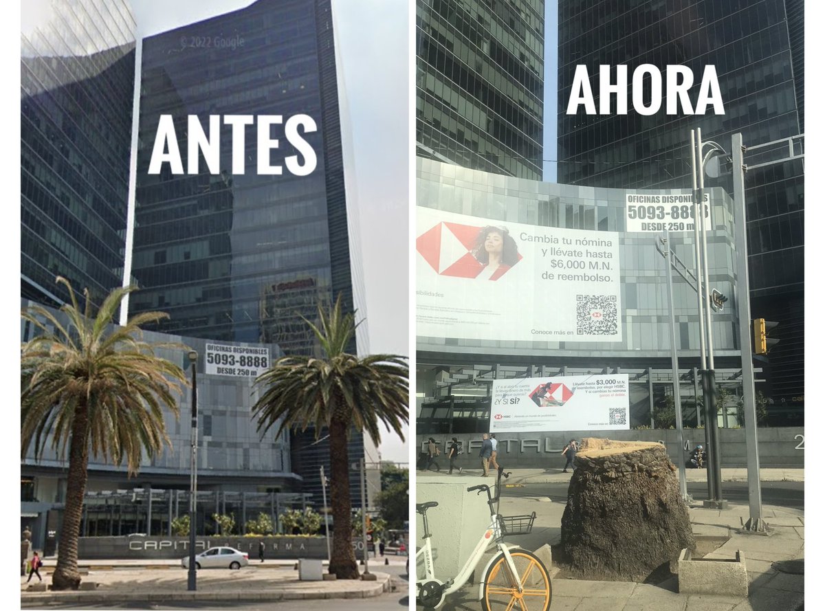 LaColoniaJuarez's tweet photo. Oiga @Claudiashein ¿usted autorizó este #ECOCIDIO en pleno Paseo de la Reforma? Una majestuosa palmera acaba de ser #TALADA en la esquina de Niza #ColoniaJuarez justo frente a la Glorieta de la Palma. ¡Exigimos explicación! NO estaba dañada, NO representaba un peligro ¿Por qué? https://t.co/A8f7E3iI0C