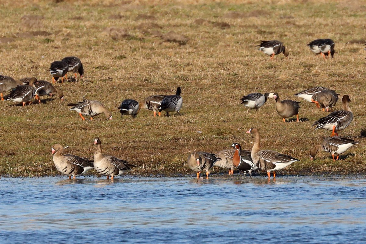 Retā Sarkankakla zoss vakar 12 km no mājām Ķekavas pagastā. Redbreasted geese yesterday close to our house. Picture taken when it came to drink. Observed together with <a href="/birdinglatvia/">Birding Latvia 🇺🇦</a> #birdsinlatvia #goose #kekavasnovads <a href="/Kekavas_novads/">Ķekavas novads</a>