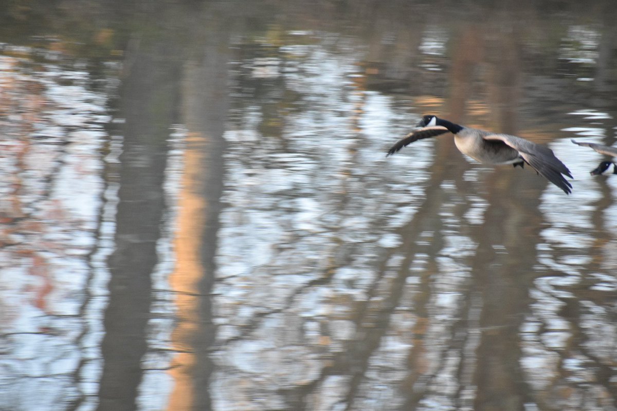 SaberCera's tweet photo. Incoming #birds #birdphotography https://t.co/9RvJ1WyU62