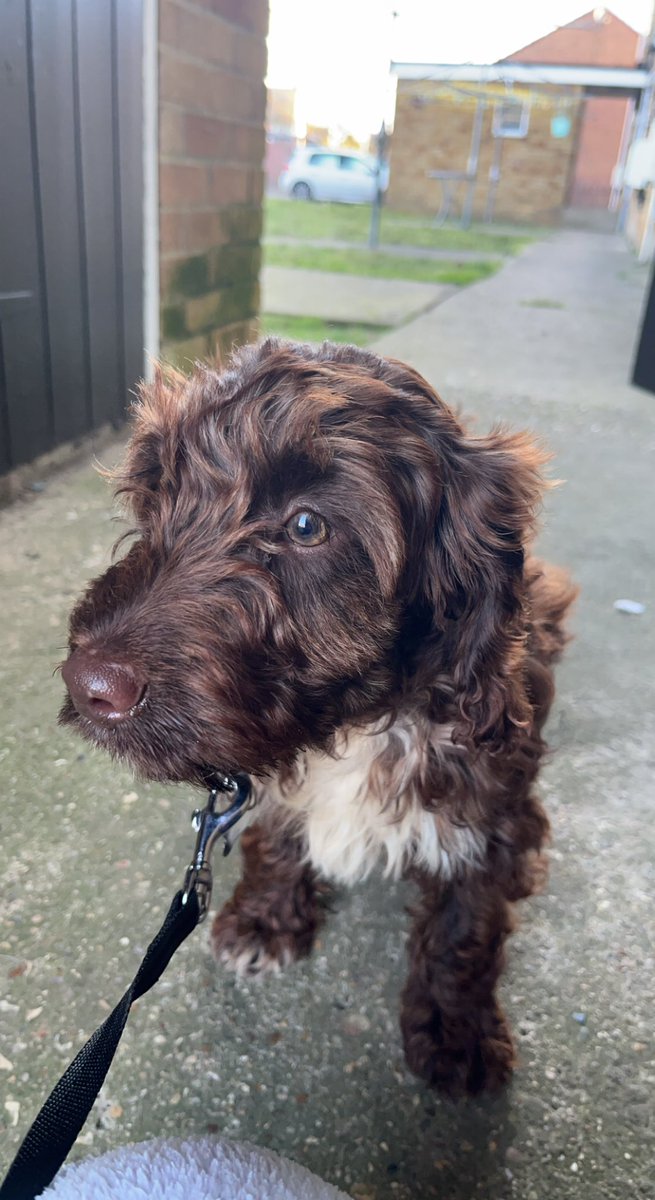 georgia_munro's tweet image. Newest little hammer … little Nobes 😂♥️🐶 #westham #nobes #whu @Noble16Mark