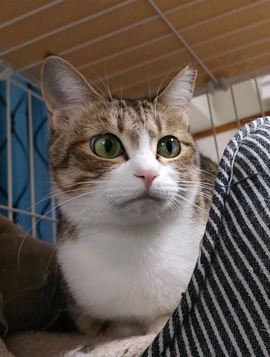 _n_septum's tweet photo. 特に何も更新がないのでかわいい猫でも載せてお茶を濁す… https://t.co/iuNqvywBlv