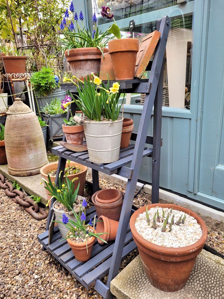 darrenlakin2's tweet image. Evening all. 
Added the recycled crushed whelk shells to the pots of emerging hostas that I was kindly gifted by @ShellEarth as part of the battle against slugs &amp;amp; snails &amp;amp; they look great too.