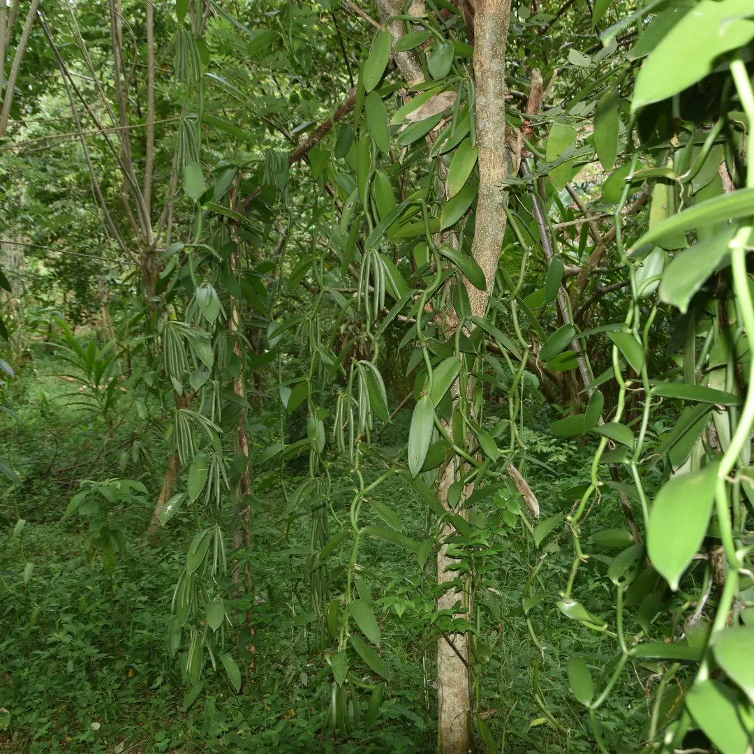 ViungoProject's tweet photo. In Zanzibar, the #ViungoProject under #AgriConnect program funded by @EUinTZ is supporting #horticulture farmers to engage in #vanilla farming to unlock the potential markets of horticulture products in Zanzibar.

Implemented in partnership @TAMWA_Zanzibar , @PdfTanzania and CFP https://t.co/qc1dsGp72d