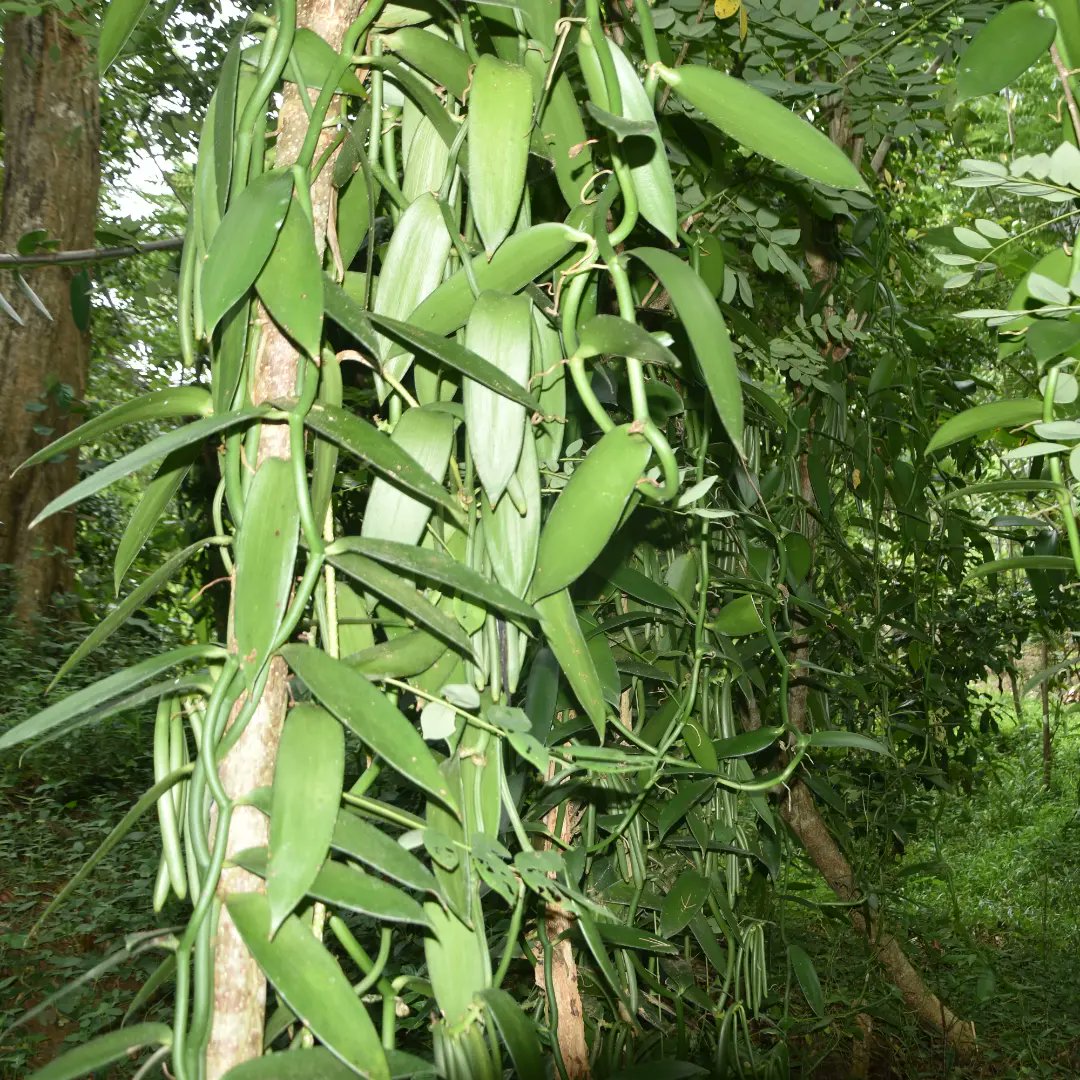 ViungoProject's tweet photo. In Zanzibar, the #ViungoProject under #AgriConnect program funded by @EUinTZ is supporting #horticulture farmers to engage in #vanilla farming to unlock the potential markets of horticulture products in Zanzibar.

Implemented in partnership @TAMWA_Zanzibar , @PdfTanzania and CFP https://t.co/qc1dsGp72d