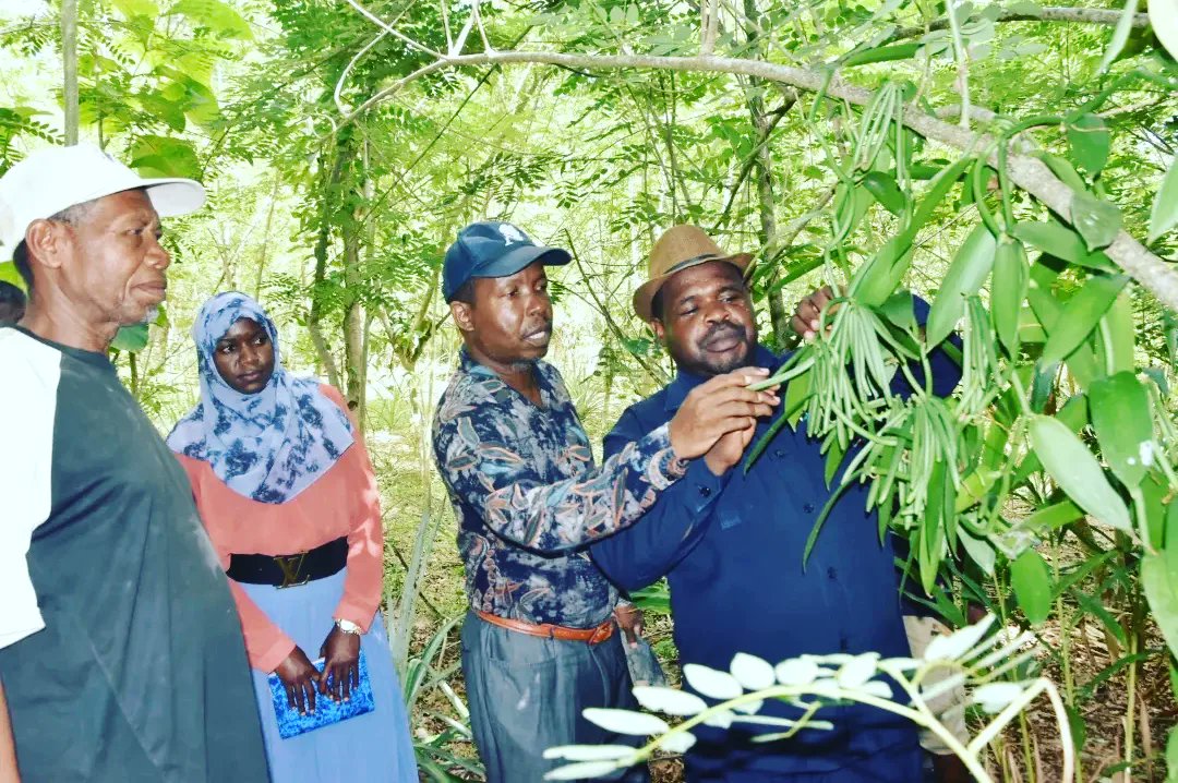ViungoProject's tweet photo. In Zanzibar, the #ViungoProject under #AgriConnect program funded by @EUinTZ is supporting #horticulture farmers to engage in #vanilla farming to unlock the potential markets of horticulture products in Zanzibar.

Implemented in partnership @TAMWA_Zanzibar , @PdfTanzania and CFP https://t.co/qc1dsGp72d