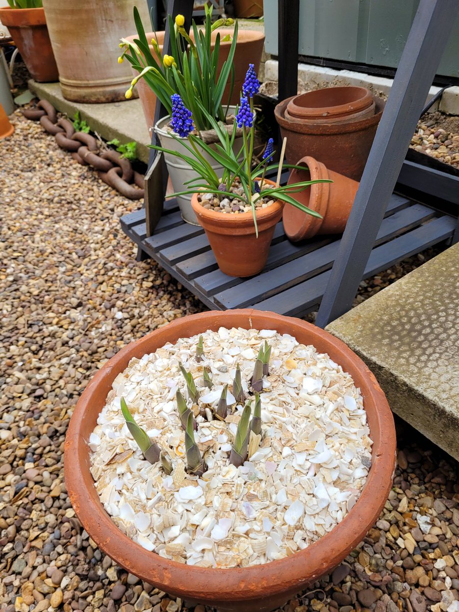 darrenlakin2's tweet image. Evening all. 
Added the recycled crushed whelk shells to the pots of emerging hostas that I was kindly gifted by @ShellEarth as part of the battle against slugs &amp;amp; snails &amp;amp; they look great too.