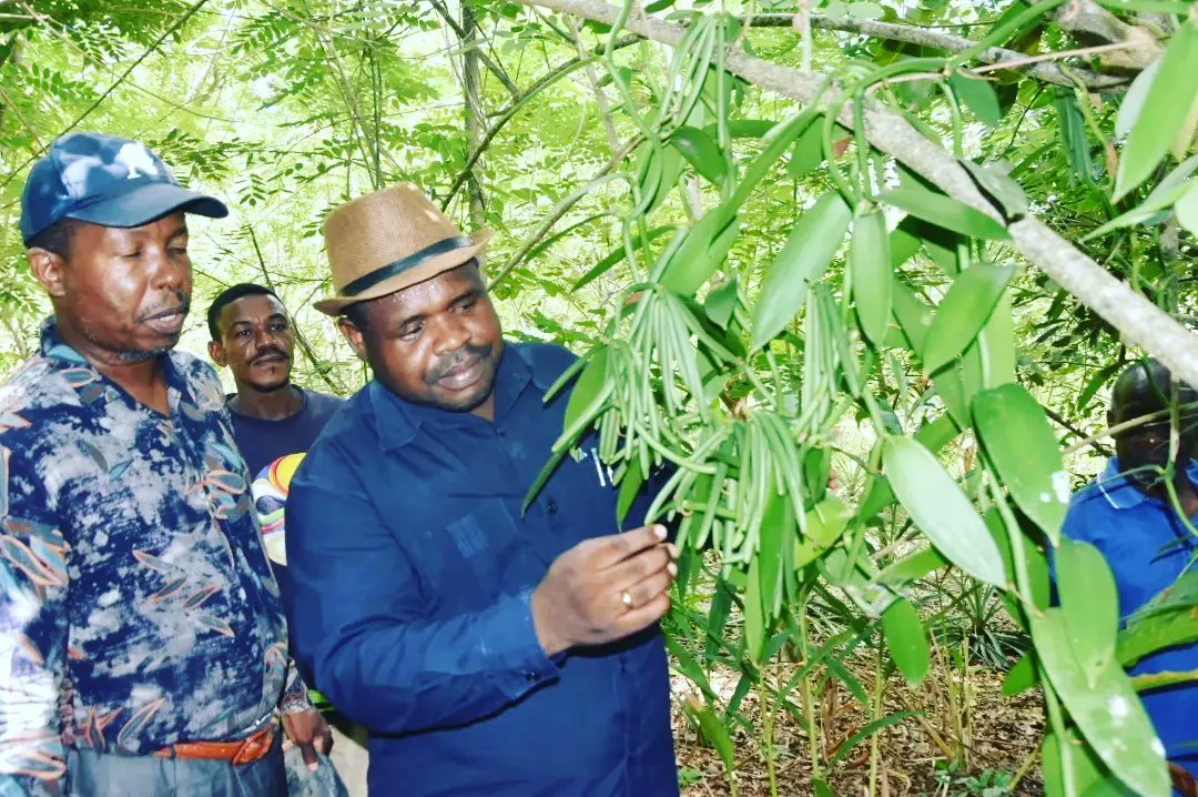ViungoProject's tweet photo. In Zanzibar, the #ViungoProject under #AgriConnect program funded by @EUinTZ is supporting #horticulture farmers to engage in #vanilla farming to unlock the potential markets of horticulture products in Zanzibar.

Implemented in partnership @TAMWA_Zanzibar , @PdfTanzania and CFP https://t.co/qc1dsGp72d