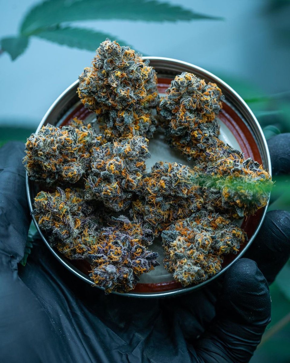 WeedGolD tweet media