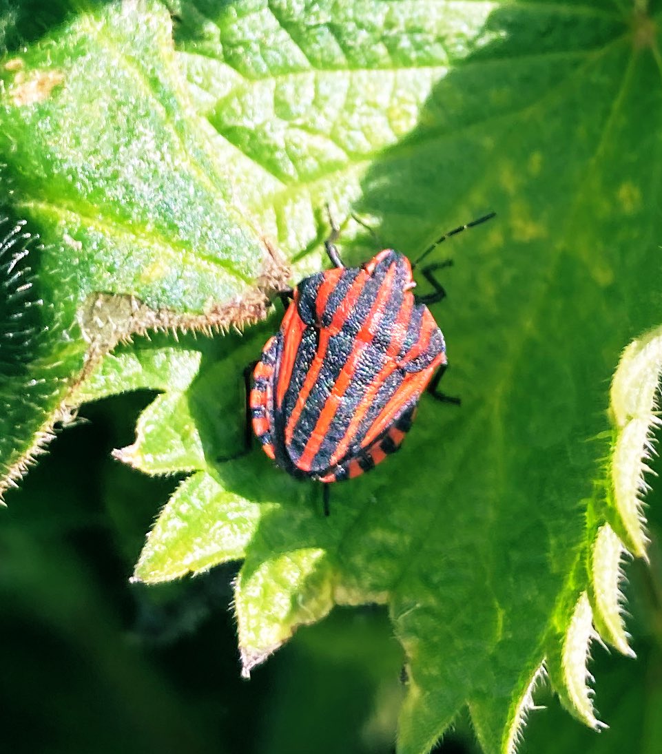 pollinatorproj's tweet photo. A beautiful #Minstrel shield bug, in the lanes of St Peter’s today. Only recently discovered in #Guernsey three years ago. #Graphosoma #italicum https://t.co/KR38yfAFKR