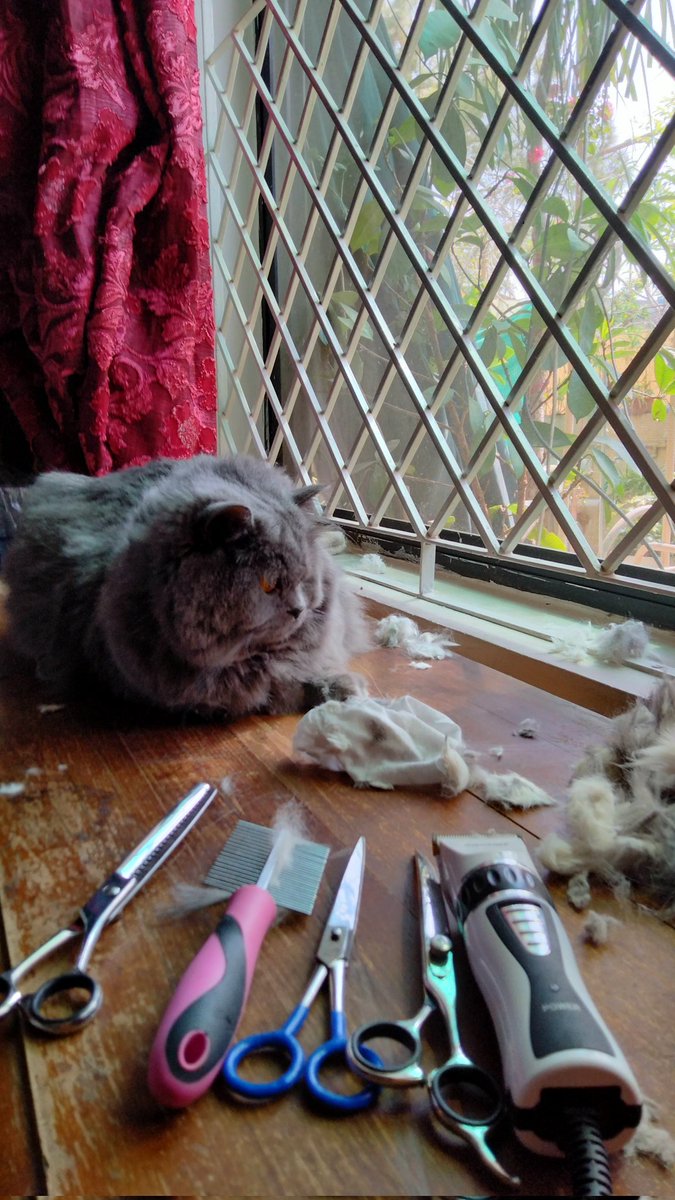 maazveterinary's tweet image. 